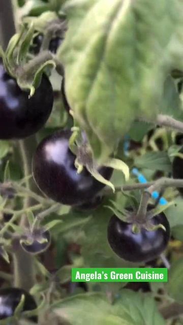 BLACK TOMATOES ‼️ #shorts смотреть онлайн
