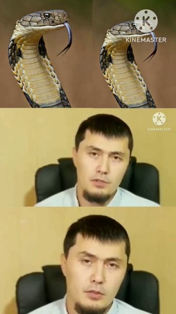 тушида илон курса смотреть онлайн