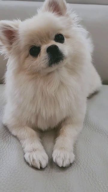 Cute Pomeranian Head Tilt#shorts