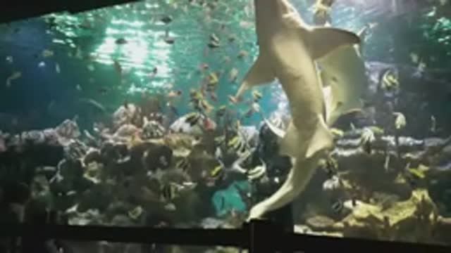 Какой животик у акулы. Куда пойти с детьми в Санкт-Петербурге. Океанариум, интереснейшее место смотреть онлайн