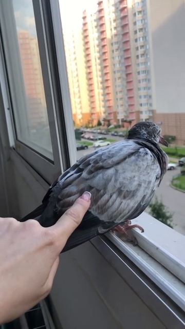 Главное балкон не обосрал 🤪😂 смотреть онлайн
