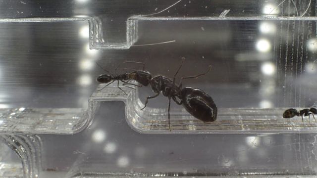 Camponotus Piceus Worker feeding Queen смотреть онлайн