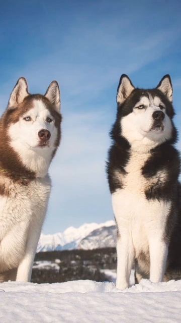 husky speaking English смотреть онлайн
