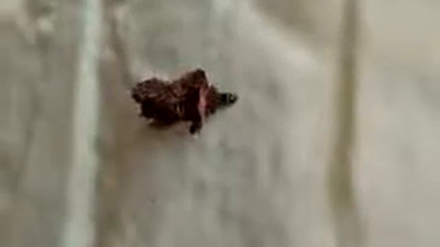 みのむし２０１３ смотреть онлайн