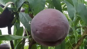 Персик Роял Маджестик