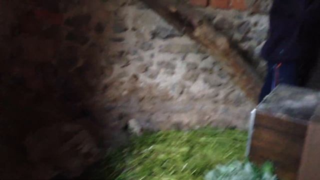 кролі на обіді - Смарженці 2011 смотреть онлайн
