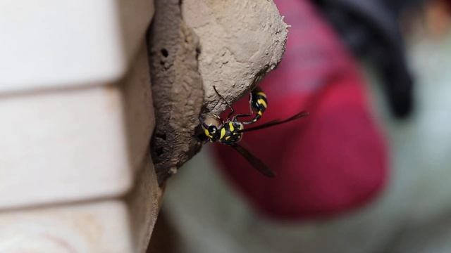 虎斑泥壺蜂 Phimenes flavopictus formosanus 1/3 смотреть онлайн