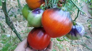 Томат Сержант Пеппер Бронза (Srt. Pepper's bronze) (1)