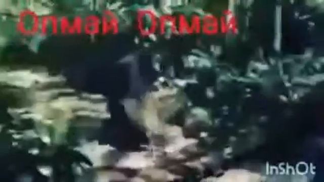 Опмай опмайды маймылдар айтса калай болады смотреть онлайн
