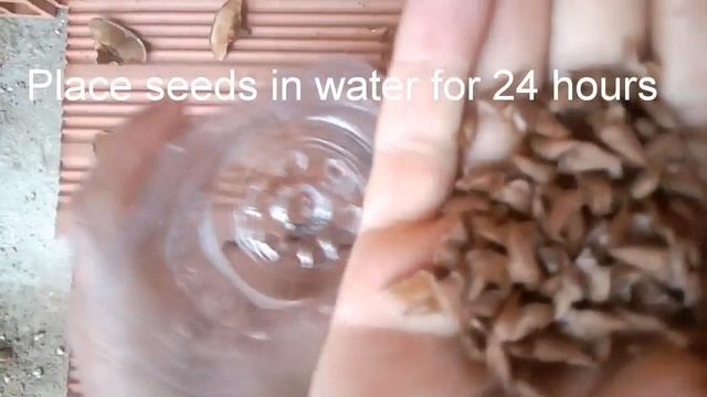 How to grow Atlas cedar from the seeds? Part 1 смотреть онлайн