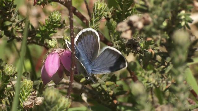 Silver-studded Blue butterfly смотреть онлайн