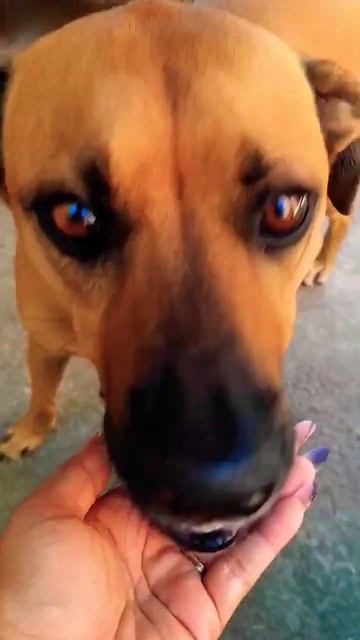 NEXGARD SPECTRA ANTIPULGAS E CARAPATOS PARA CÃES DE TODOS TAMANHOS 🩵#cachorros смотреть онлайн