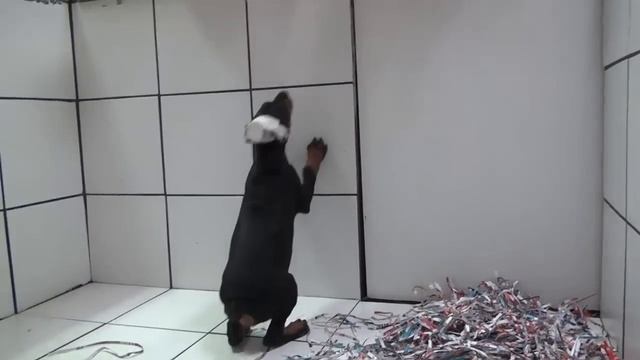 Teaching dogs to be quiet by teaching them to Speak Doberman puppy speaking on command смотреть онлайн