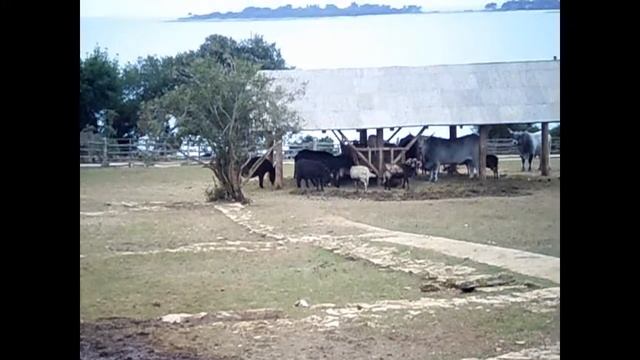 Safari Park-Etno...Brijuni... смотреть онлайн