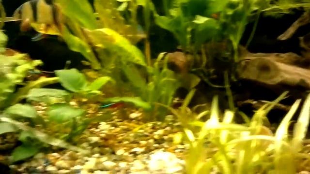 последний Боцман