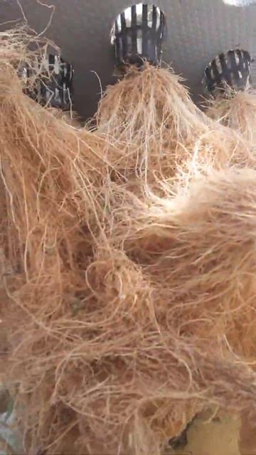 Симбиоз корневой системы.Гидропоника Чинампа