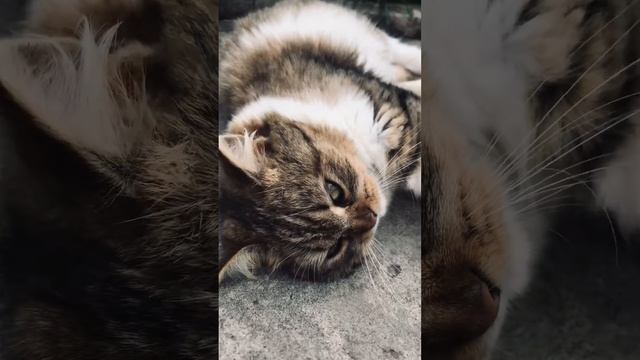Жалит 🦂 как пчела 🐝 смотреть онлайн