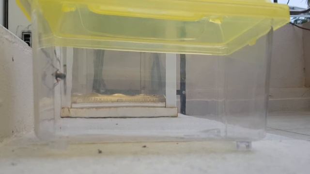 Emerald Cockroach Wasp (rare) || HIDDEN CAMERA 3 смотреть онлайн