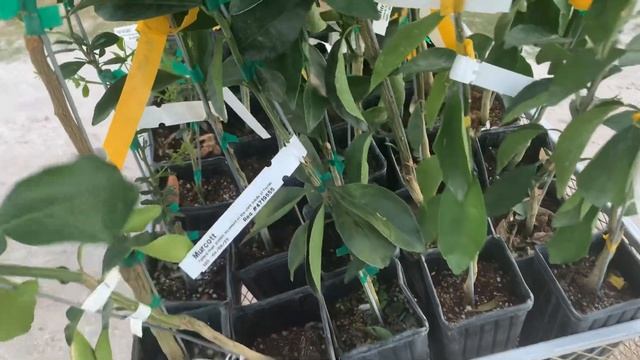 Citrus greening resistant and cold hardy citrus trees смотреть онлайн