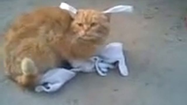 прикол над котом смотреть онлайн