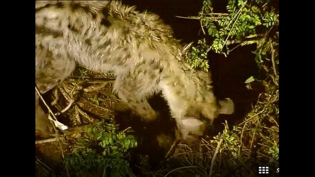 Hyena Moth Supper смотреть онлайн
