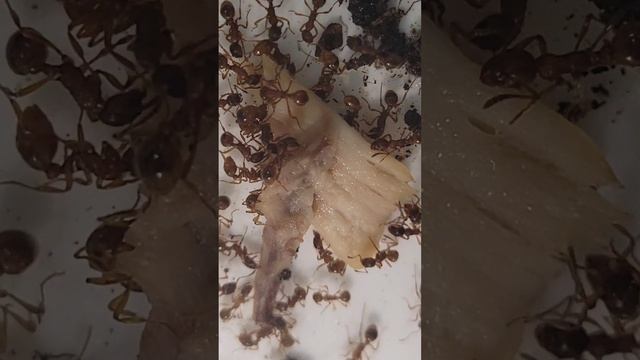 myrmica ruginodis смотреть онлайн