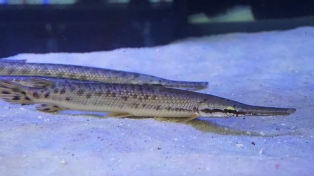 What Is A Gar?  | What Is A Fish With Taras