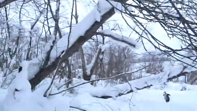 В Новый год в гости к бобрам смотреть онлайн