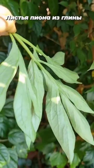 Листья пиона из холодного фарфора смотреть онлайн