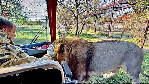 Мы едем в саванну переводить белого льва с Олегом и Оксаной Зубковым, любимец Чу смотреть онлайн