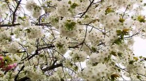 песня на японском