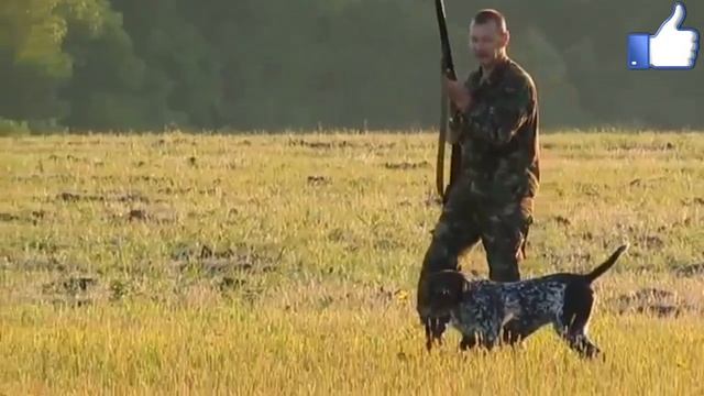 Бедана ови (Украина) Bedana Ovi