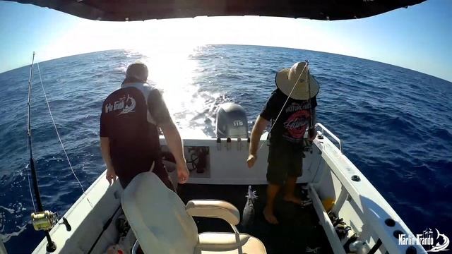 Cairns Big Black Marlin - First heavy tackle trip 2019 for Marlin Brando смотреть онлайн