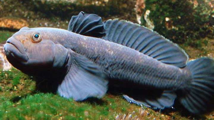 Ловим бычка-круглячка