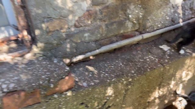 Kittens living in the park play very cute games before breakfast смотреть онлайн