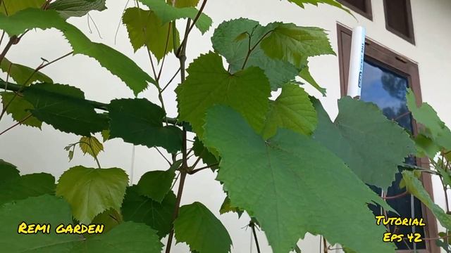 Anggur Jupiter di ketinggian 1200m dpl # bagian 2#, membesarkan tersier dan tunas bud