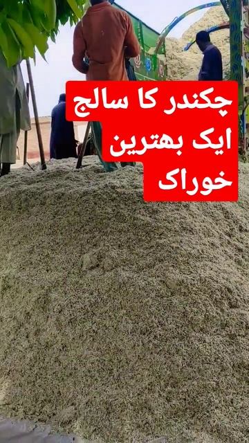 Beet Pulp is Best Feed for Animals #dailyshorts #beetpulp #cowfeed #youtubeshorts смотреть онлайн