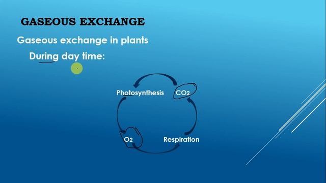 Gaseous exchange (Urdu / Hindi) | Gaseous exchange in Plants смотреть онлайн