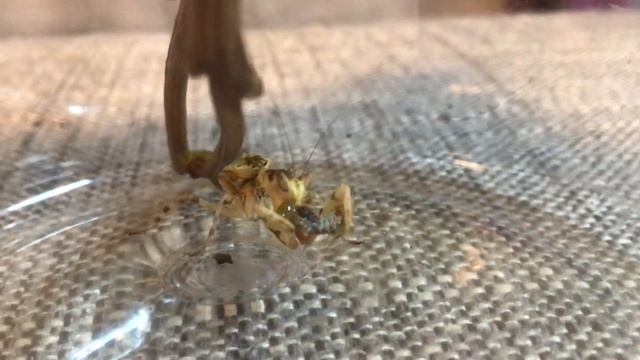 Indian flower mantis Creobroter gemmatus eating a silkworm смотреть онлайн