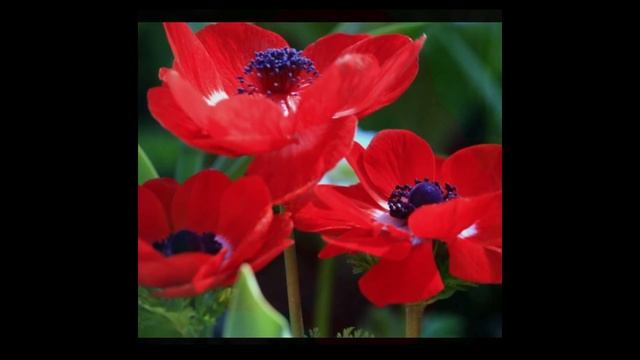 Кулян Шильдебаева "Цветы" смотреть онлайн