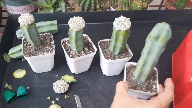 Grafting Super Kabuto - Astrophytum asterias смотреть онлайн