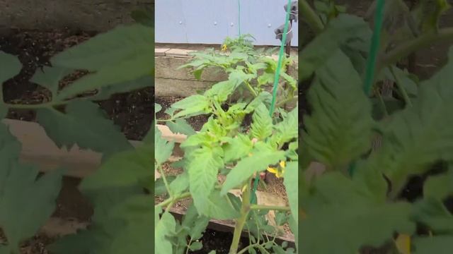 💥май на ЮГЕ и май в СИБИРИ.26 мая 2023 г.Горячий Ключ. Краснодарский край. смотреть онлайн