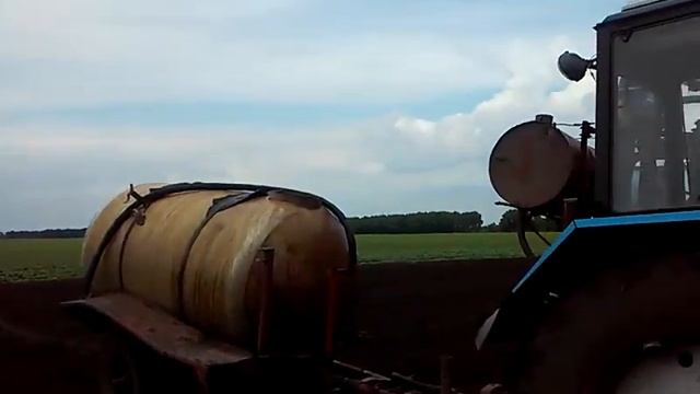 Посадка мяты Прилукская ОС. 25.05.2016