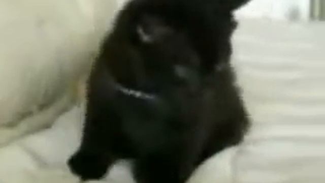 Лучшее кошачье видео смотреть онлайн