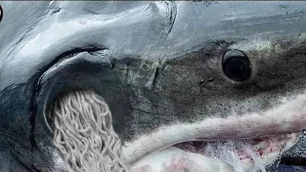 Редчайшие кадры нападения касатки на акулу!