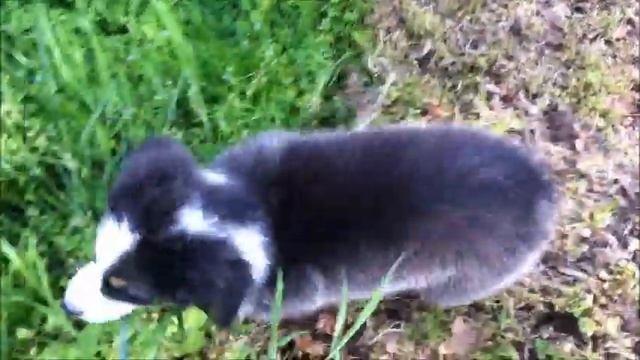 SOLD - Calypso (10 weeks) 5-7-13 смотреть онлайн