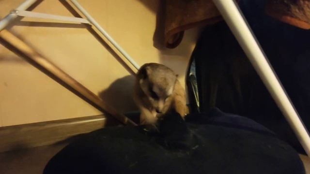 Meerkat like dance смотреть онлайн