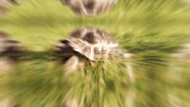 This Is What The Most Dangerous Turtle In World Can Do смотреть онлайн