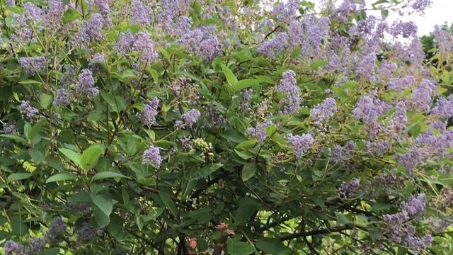 Céanothe 'Ceanothus delilianus' 'Gloire de Versailles' couleur bleu clair nectarifère et mellifère смотреть онлайн