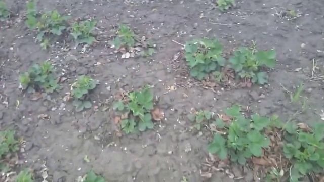 6.ПРОГУЛЯЕМСЯ ПО МОИМ ВЛАДЕНИЯМ!!!!ОБЗОР УЧАСТКА,ГДЕ,ЧТО И КАК? КОМУ ИНТЕРЕСНО ПОШЛИ СО МНОЙ!!!! смотреть онлайн
